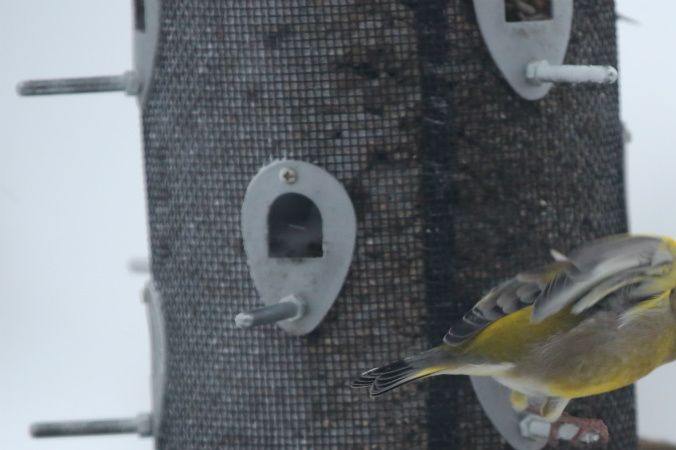 Dessa skönheter matas året om. Tillsammans med alla vår ekorrar.
